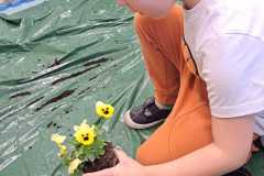 Cezary-sadzi-kwiaty.