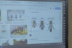 Swiatowy-dzien-pszczoly-2