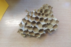 Swiatowy-dzien-pszczoly-7