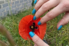 swiatowy-dzien-pszczoly-2