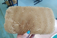 swiatowy-dzien-pszczoly-4