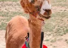 xwycieczka-do-zwierzecej-zagrody-16-225x300.jpg.pagespeed.ic_.4cBjVkS3ra