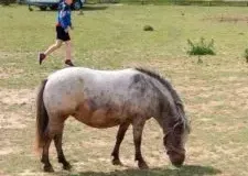 xwycieczka-do-zwierzecej-zagrody-29-225x300.jpg.pagespeed.ic_.ViDeb899WG