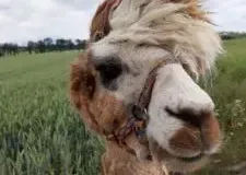 xwycieczka-do-zwierzecej-zagrody-47-225x300.jpg.pagespeed.ic_.NCMSvw13p2