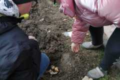 Pola-nadziei-sadzmy-zonkile-2