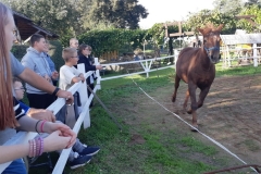Uczniowie-ogladaja-konia