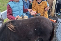 Grupa-Motylki-czysci-konia