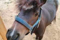 wycieczka-do-zwierzecej-zagrody-25